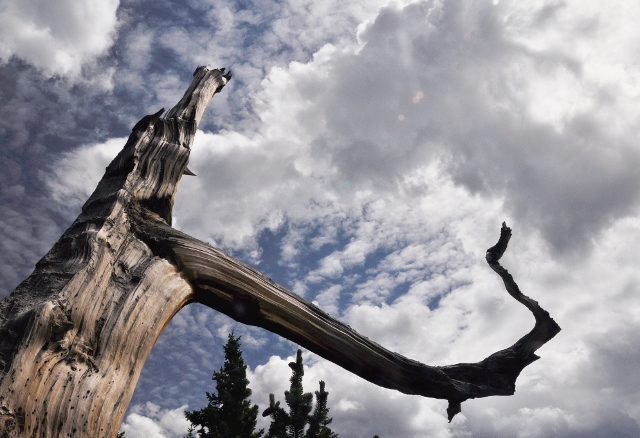 a bristlecone pine